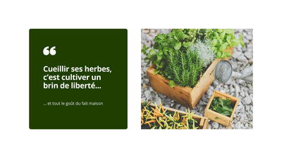 Herbes et plantes comestibles