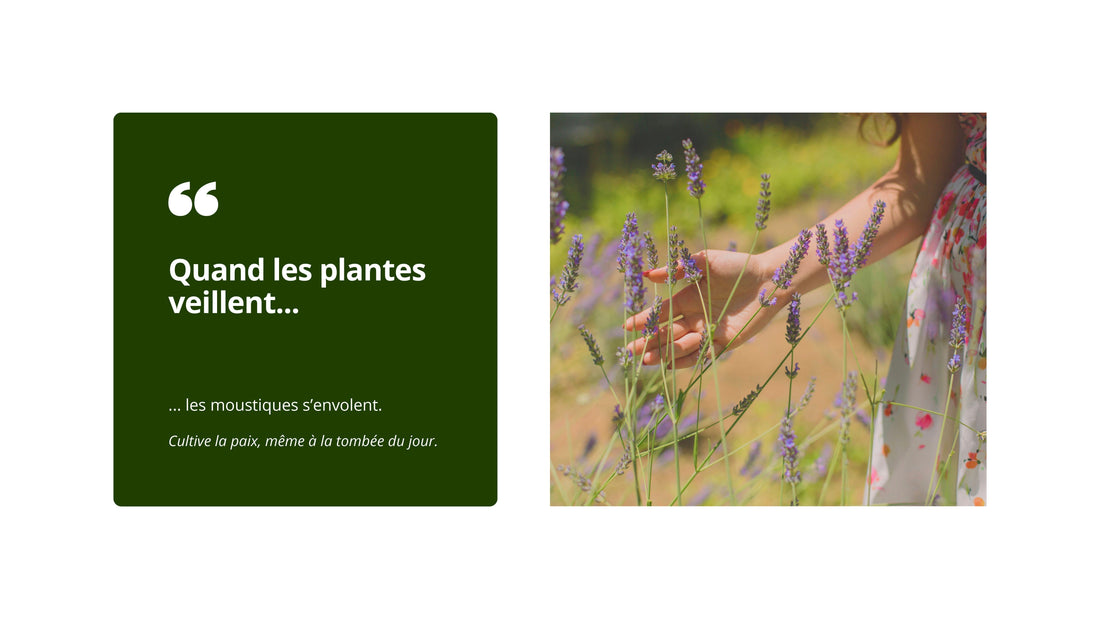 plantes anti-moustiques