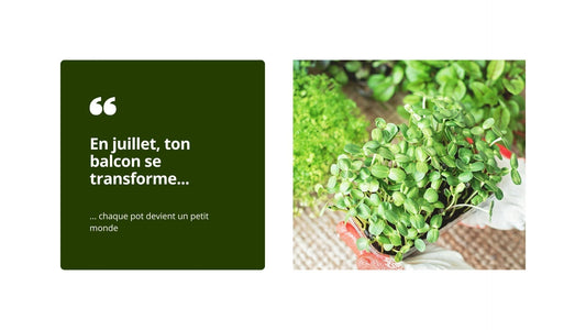 Quoi planter en Juillet?