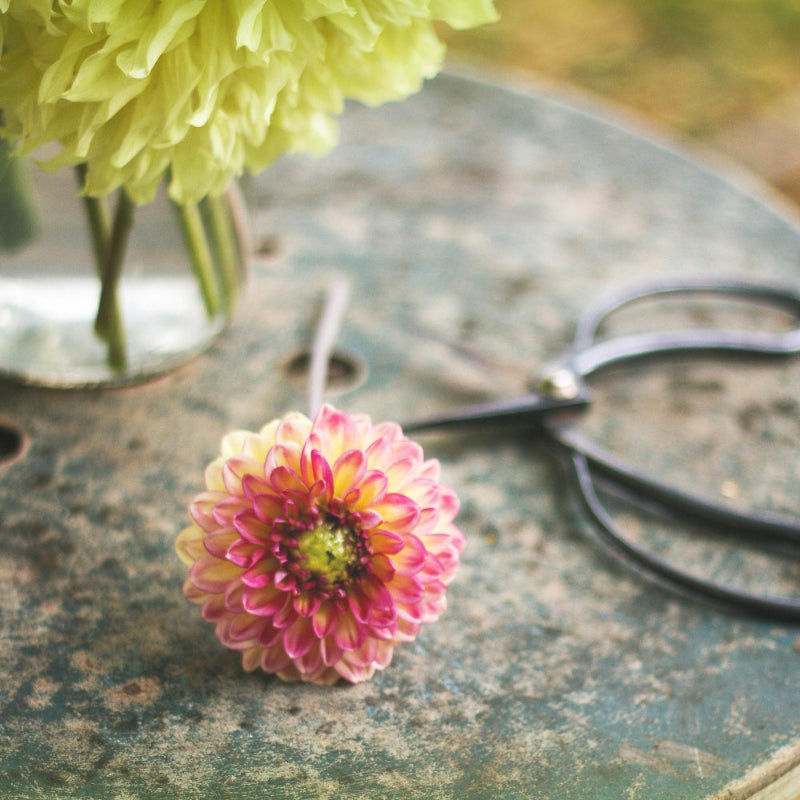 Ciseaux-de-jardin-jardin-de-fleurs