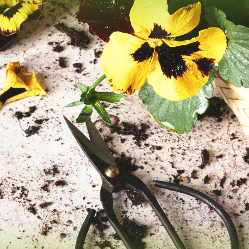 Ciseaux-de-jardin-sculpter-vos-plants