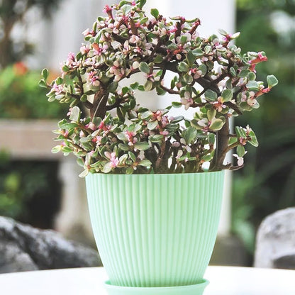 pot-de-fleur-menthe