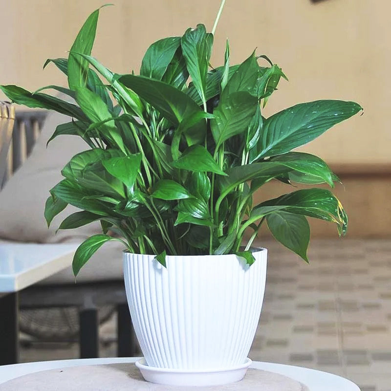 pot-de-fleur-solide