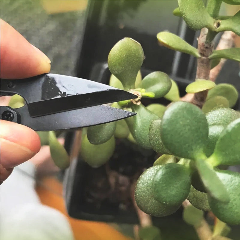 secateur-en-acier-inoxydable