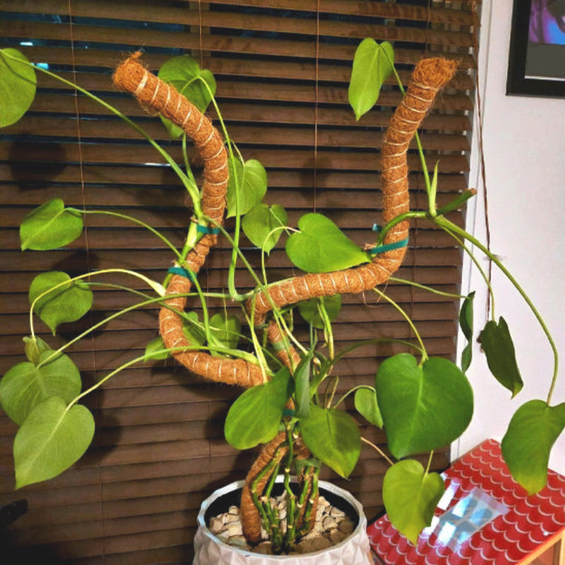 tuteur-plante-adaptable