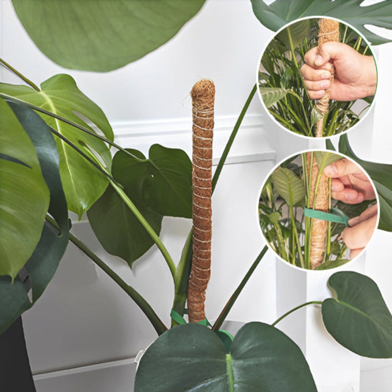 tuteur-plante-fort