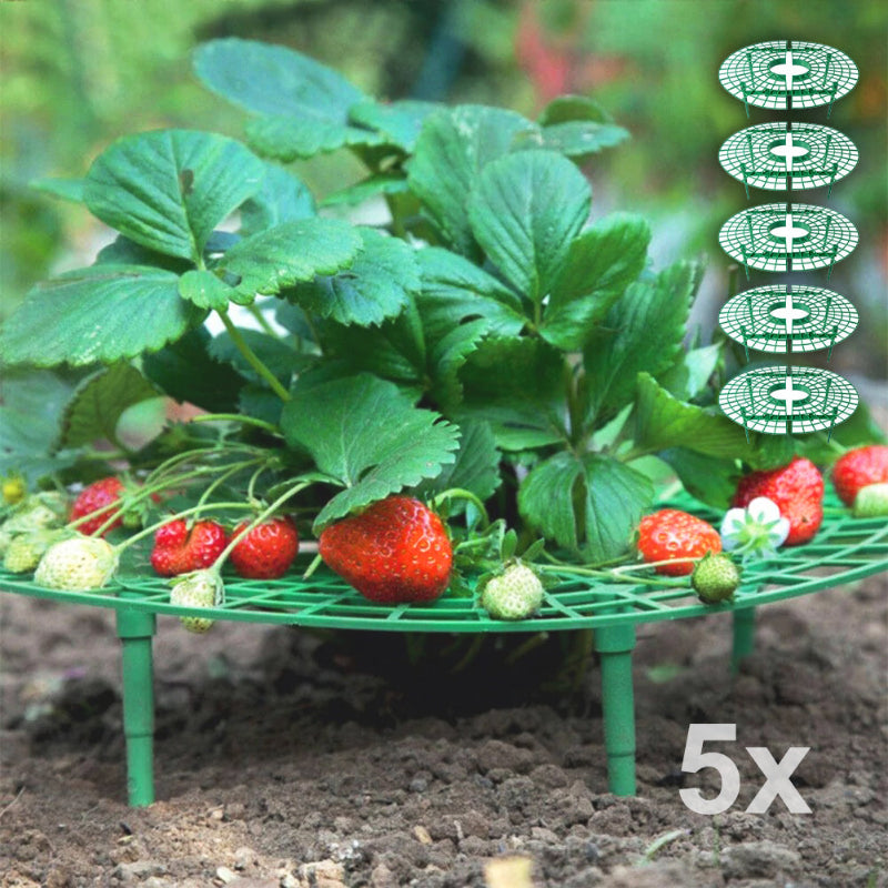 tuteur-plante-jardin-de-fraise