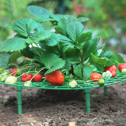 tuteur-plante-jardin-de-fraises