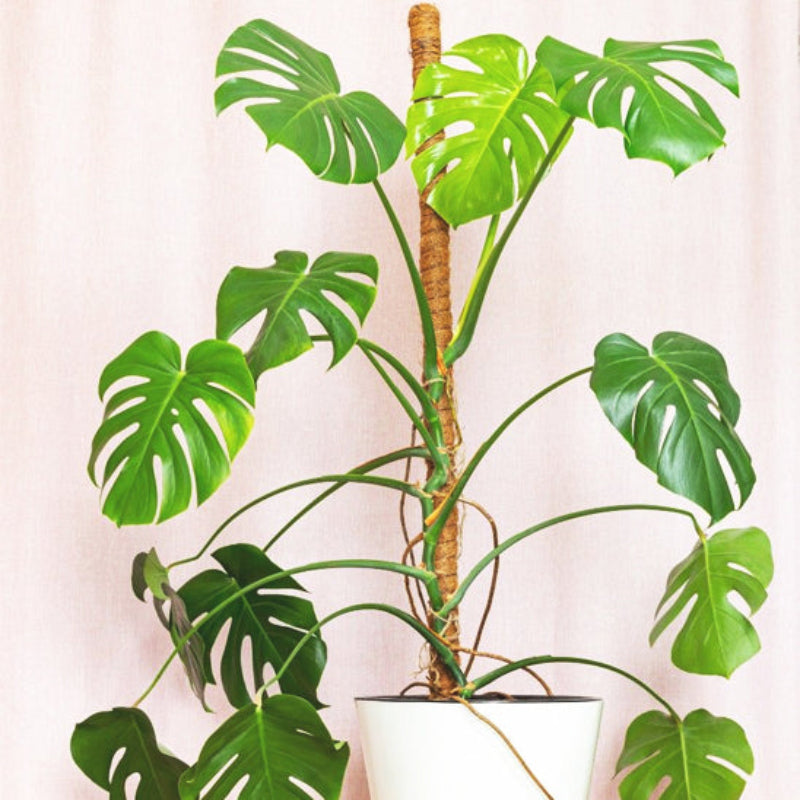 tuteur-plante-jardin