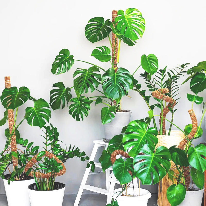 tuteur-plante-joli-texture