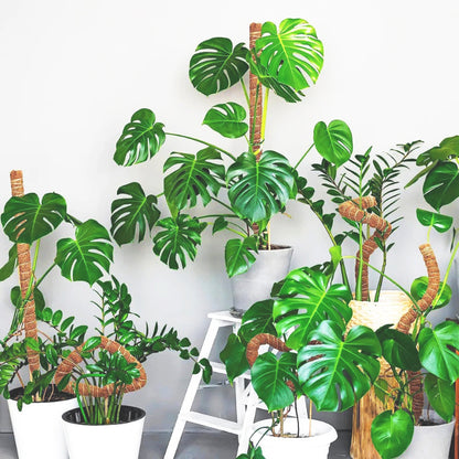 tuteur-plante-joli-texture