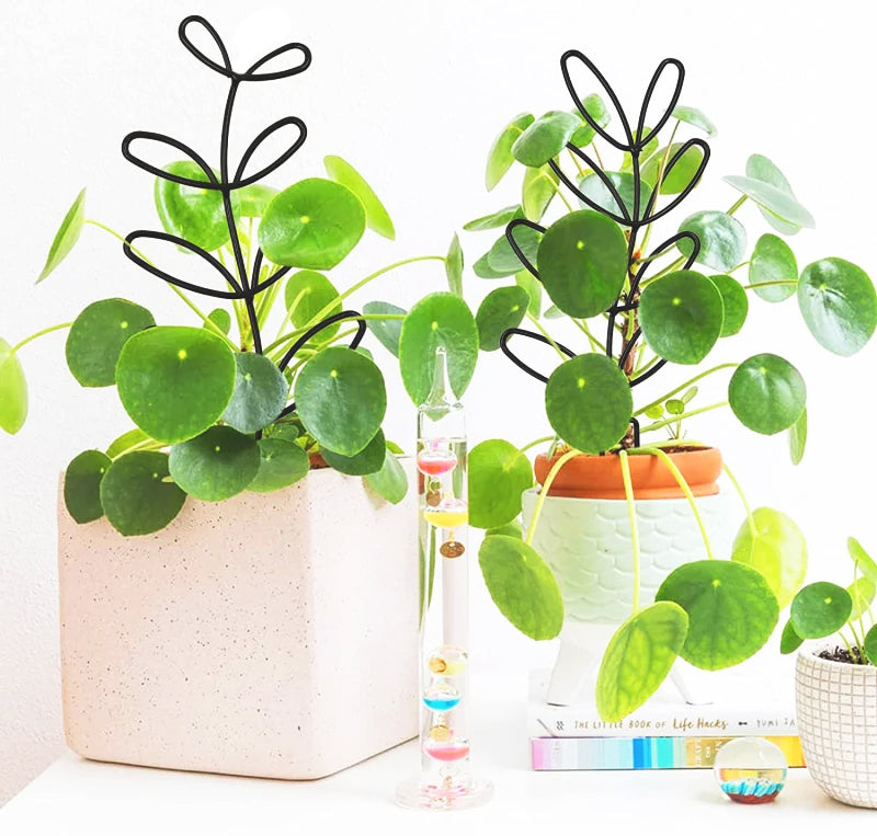 tuteur-plante-noir