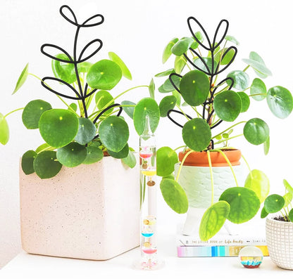 tuteur-plante-noir