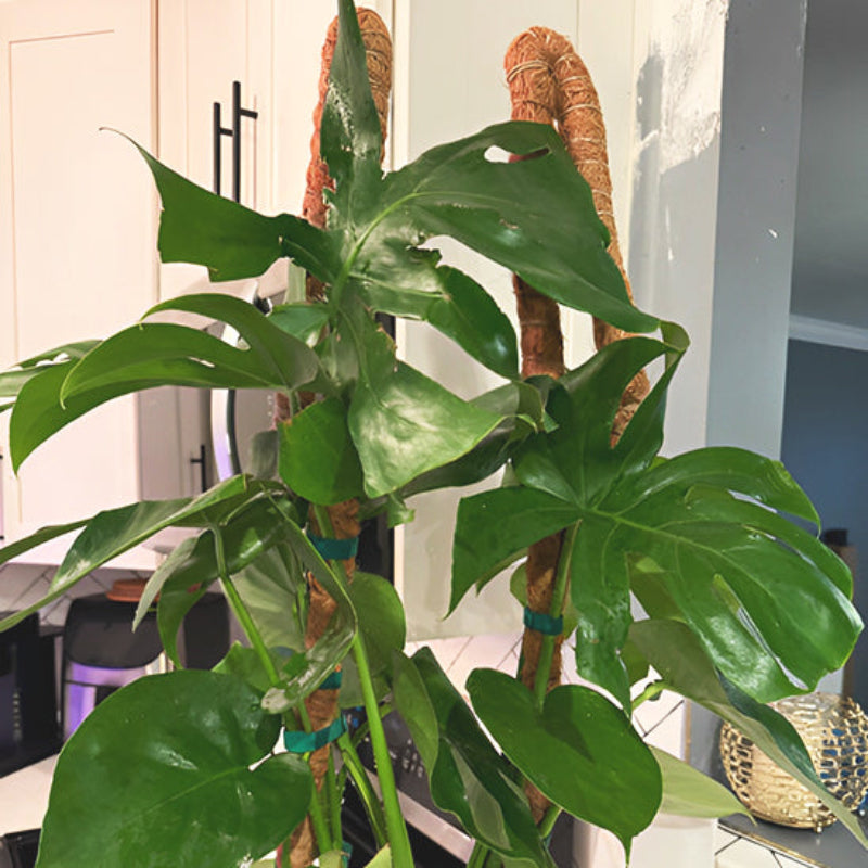tuteur-plante-noix-de-coco