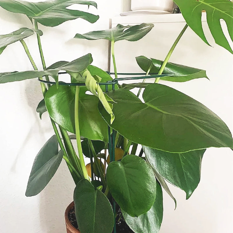 tuteur-plante-ornemental